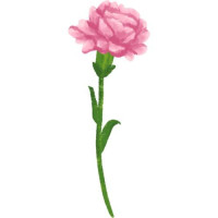 Гвоздики — свежие букеты по вашему вкусу